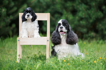 american cocker spaniel dog with a puppy