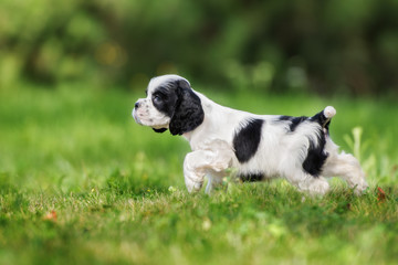 adorable american cocker spaniel puppy on grass