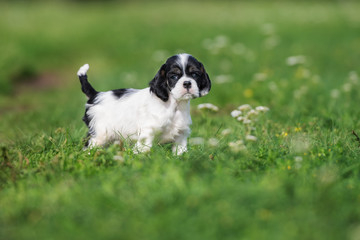adorable puppy walking on grass