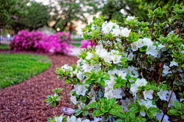 Obraz premium White and pink choisya in a park in National Mall