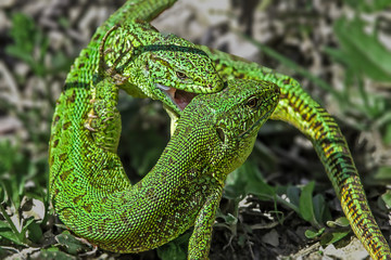 beautiful green lizards bask on the grass under the sun