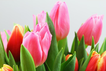 Colorful Dutch tulips on white background, closeup
