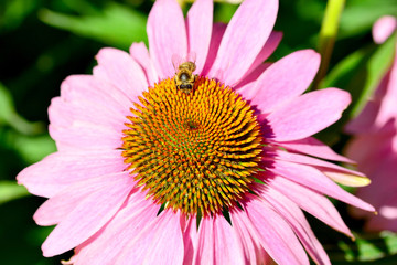 Biene beim Nektar sammeln