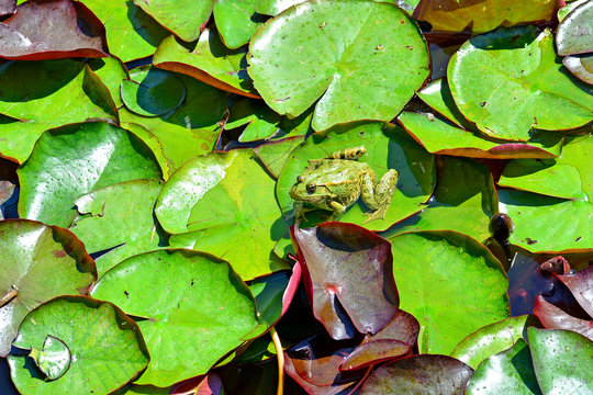 Wasserfrosch am Seerosenblatt