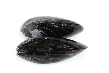 fresh raw mussel isolated on white background