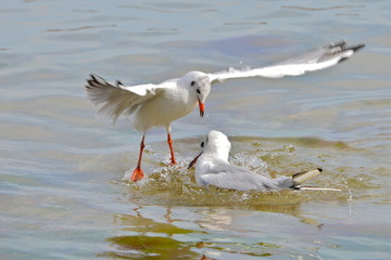 Mouettes qui se battent