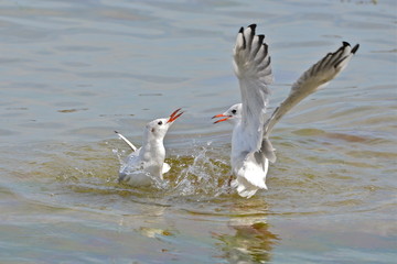 Mouettes qui se battent