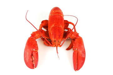 single cooked red lobster isolated on white background