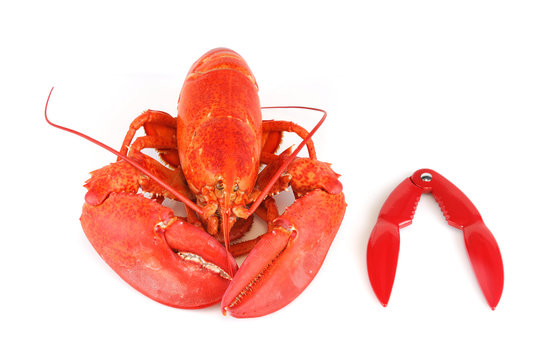 cooked red lobster and lobster cracker isolated on white background