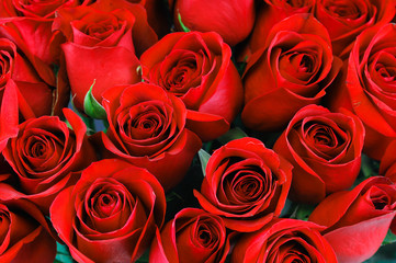 red rose background