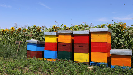 Row of colorful wooden beehives with sunflowers in the background