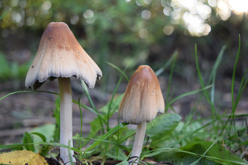 Mushroom couple in forrest.