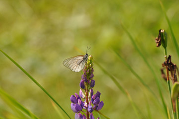 Бабочка сидит на красивом цветке люпина насекомые природа макро
