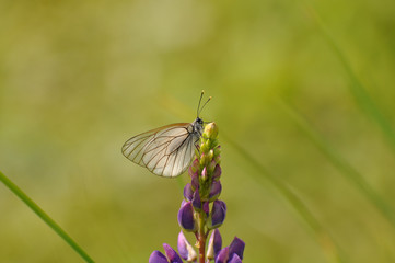 Бабочка сидит на красивом цветке люпина насекомые природа макро