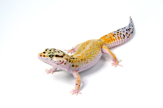 Leopardgecko  (Eublepharis macularius) Tangerine Jungle