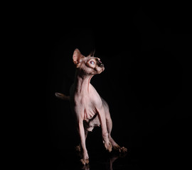  sphynx cat