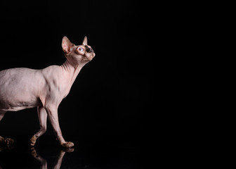  sphynx cat