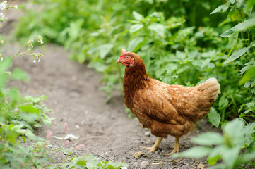hen