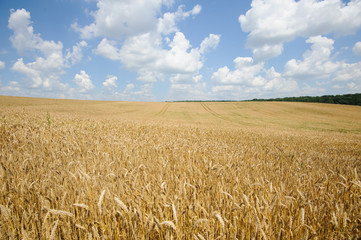 Naklejka premium Wheat field and blue sky with clouds