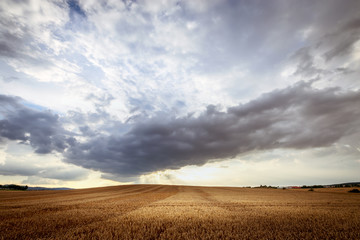 Fototapeta premium Gewitter über den Getreidefeldern