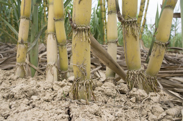 Sugarcane root