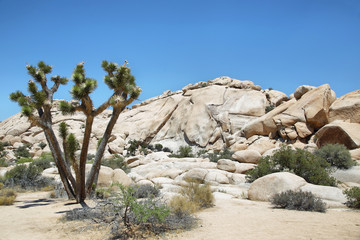 Boulders and joshua tree in Joshua Tree National Park © estivillml