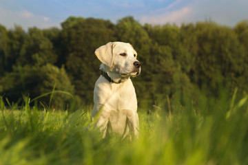 Junger weißer Labrador Hund Welpe sitzt auf einer Wiese bei Sonnenschein vor einem Wald