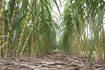 Sugarcane Field