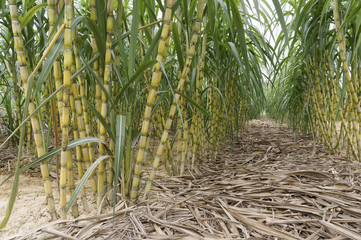 Sugarcane Field