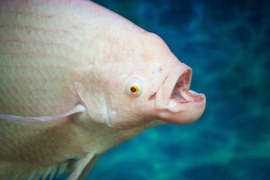 albino gourami