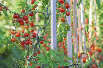 Tomatoes in the garden
