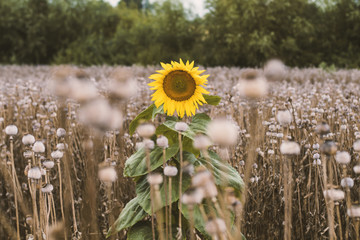 Lone Sunflower