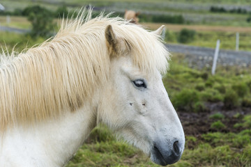 Portrait of a beautiful white icelandic horse. Iceland.