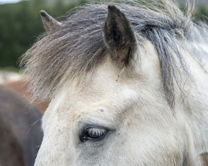 Close up portrait of a beautiful white icelandic horse. Iceland.