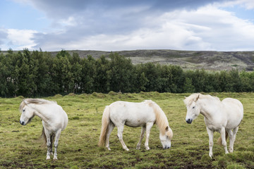 Three beautiful icelandic horses on a green meadow near Reykjavik. Iceland.