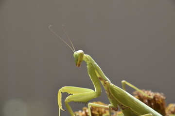 The female mantis religios. Predatory insects mantis
