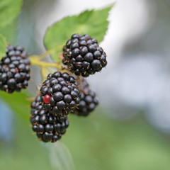 Brombeeren, Rubus sectio Rubus, Blackberries