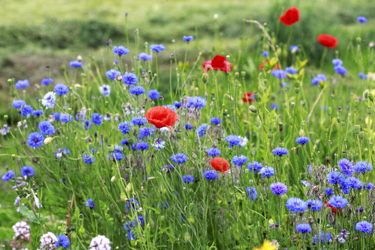 Fototapeta Cornflowers and poppies meadow