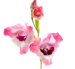 Fototapeta na wymiar pink gladiolus isolated on a white background