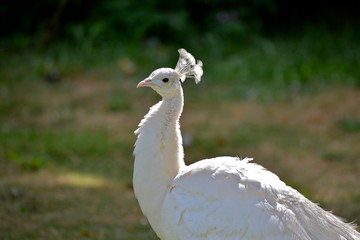 Paon blanc