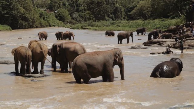 A group of elephant bathing in the water at Pinnawala Elephant Orphanage, Sri Lanka