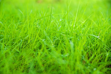 Blurred Growth Green Grass in Sunny Day closeup Outdoors, overgr
