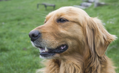 Golden Retriever dog portrait without leash outdoors in the natu