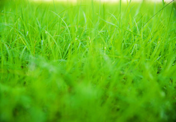 Blurred Growth Green Grass in Sunny Day closeup Outdoors, overgr