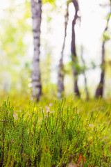 Green heather on blurred forest background