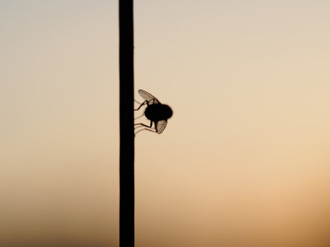 Detail of silhouette of fly sitting at the wire