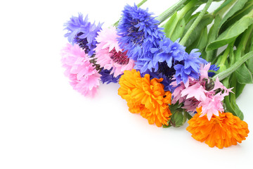 矢車草とキンセンカ