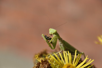The female praying mantis devouring wasp