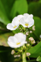 Beautiful small white flower of Creeping Burhead or Echinodorus Cordifolius is a aquatic plant
