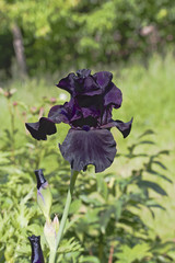 Tall Bearded Iris "Black Suited", one of the black irises, in garden. Hybridized by Innerst. 